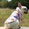 Halloween and Christmas Costume - Pumpkin Lantern Dress for Cats and Teddy Dogs