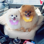 Pet Scarf